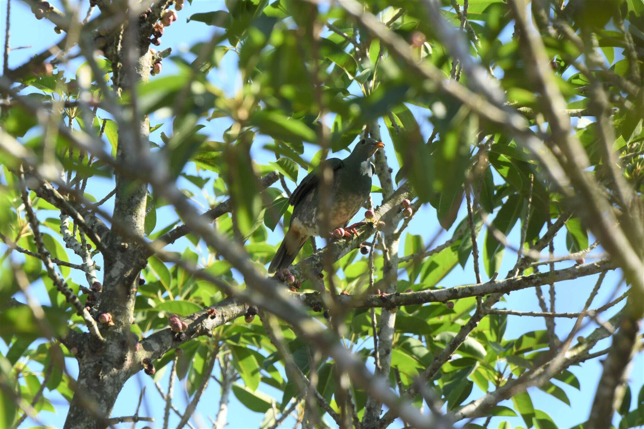 Image of Black-chinned Fruit Dove