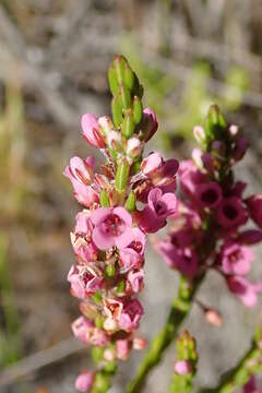 Image of Erica longiaristata Benth.