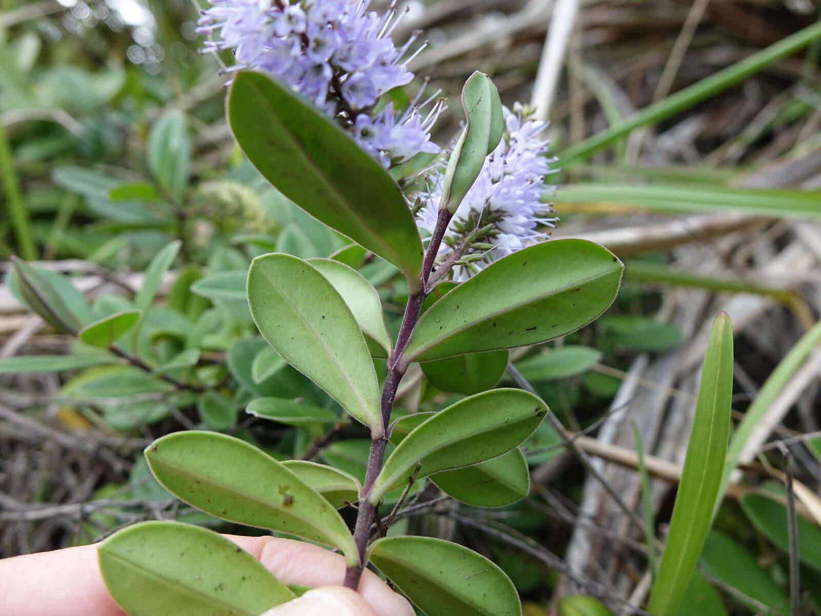 صورة Veronica obtusata Chresem.