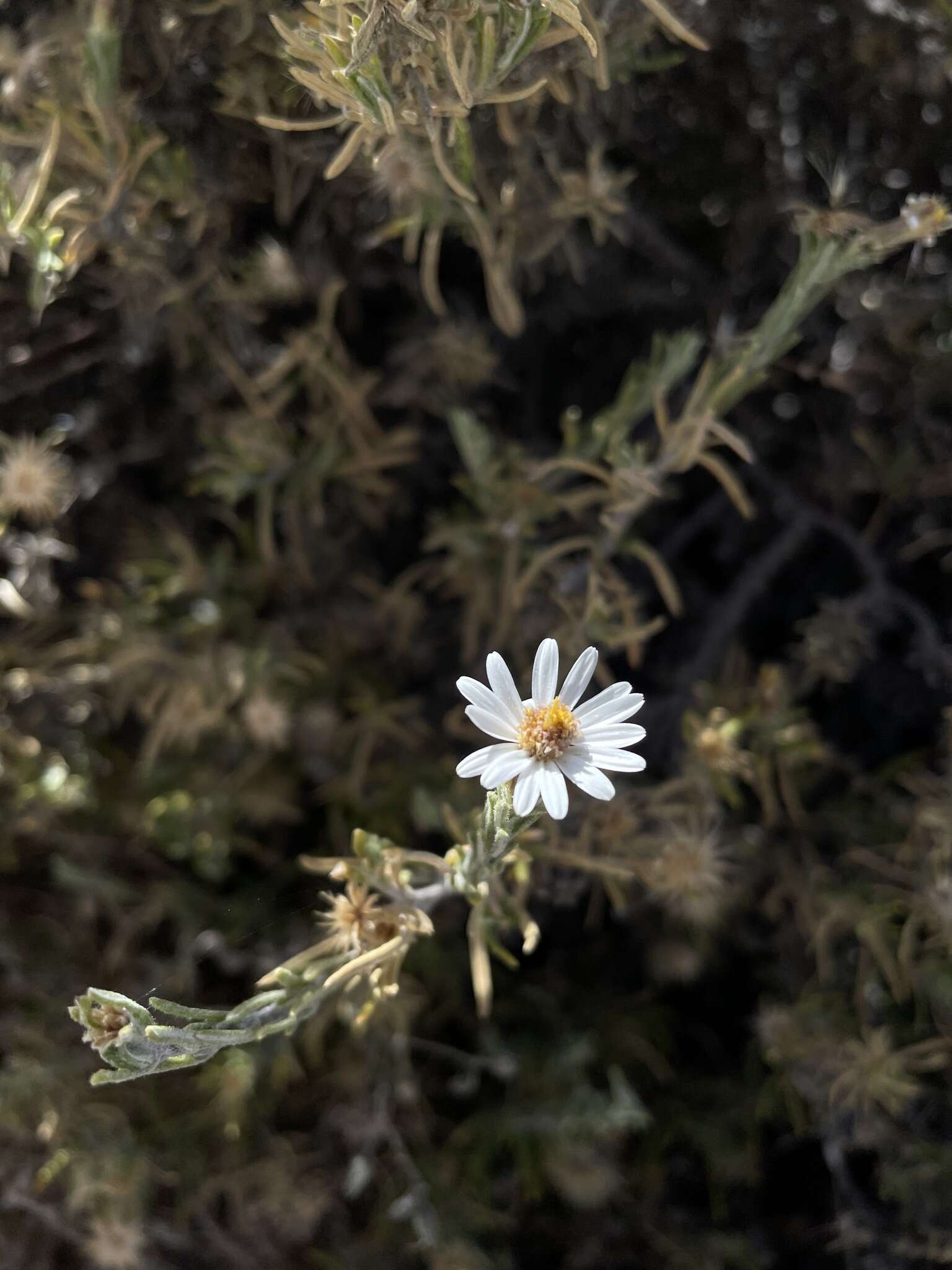 Image de Diplostephium meyenii (Sch. Bip.) Wedd.