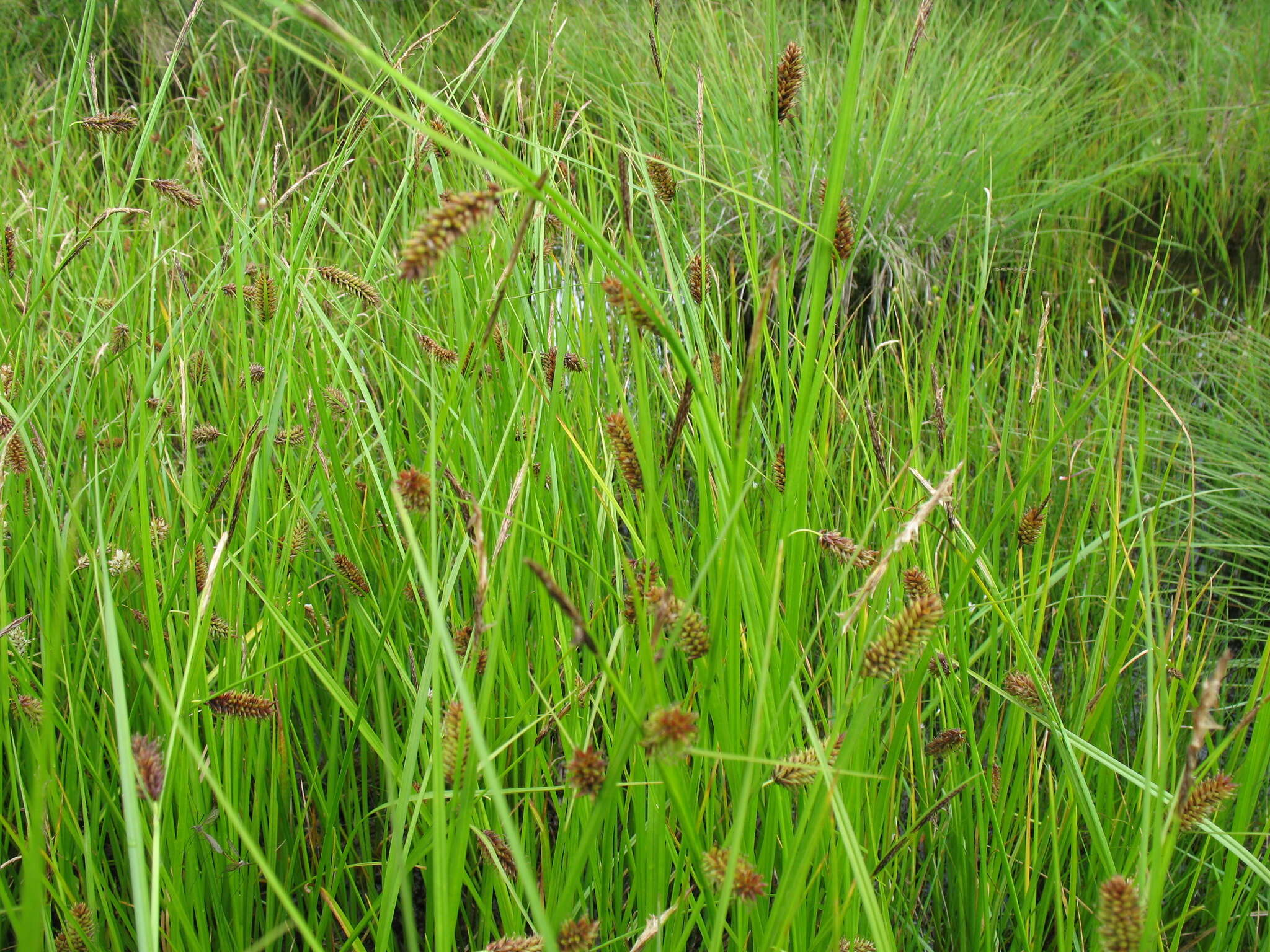 Sivun Carex pamirensis subsp. dichroa Malyschev kuva