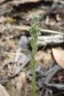 Image of common cottonrose