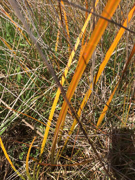 Image of Libertia peregrinans Cockayne & Allan