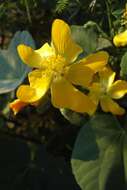 Image of Elephant's ear