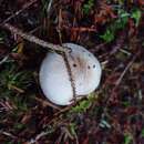 Image of Cortinarius putorius Niskanen, Liimat. & Ammirati 2015