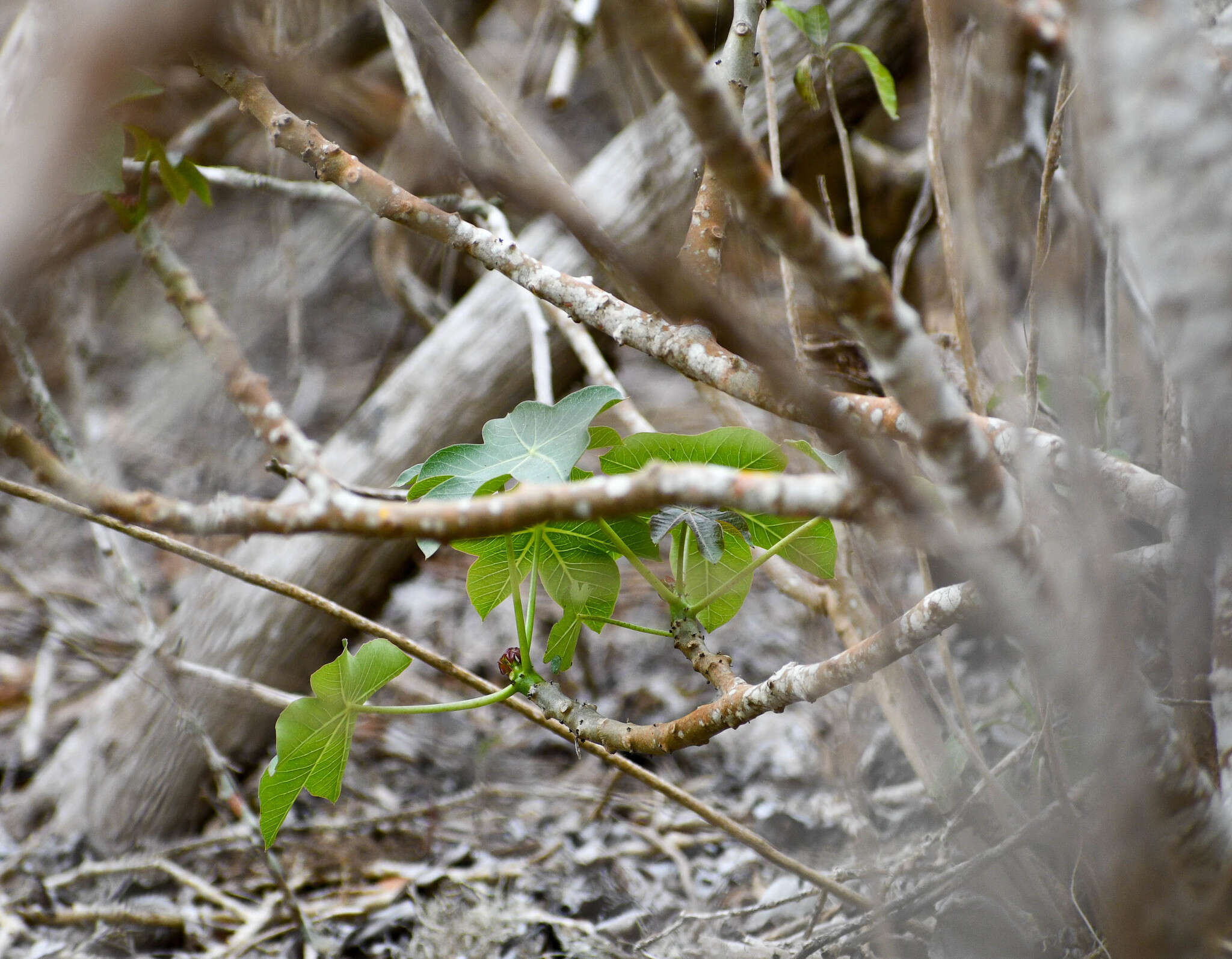 Image of Jatropha nudicaulis Benth.