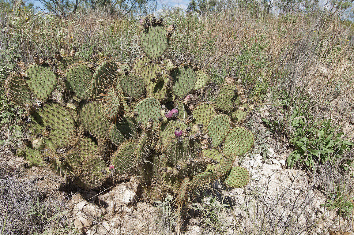 Image of Marble-fruit Prickly-pear Cactus