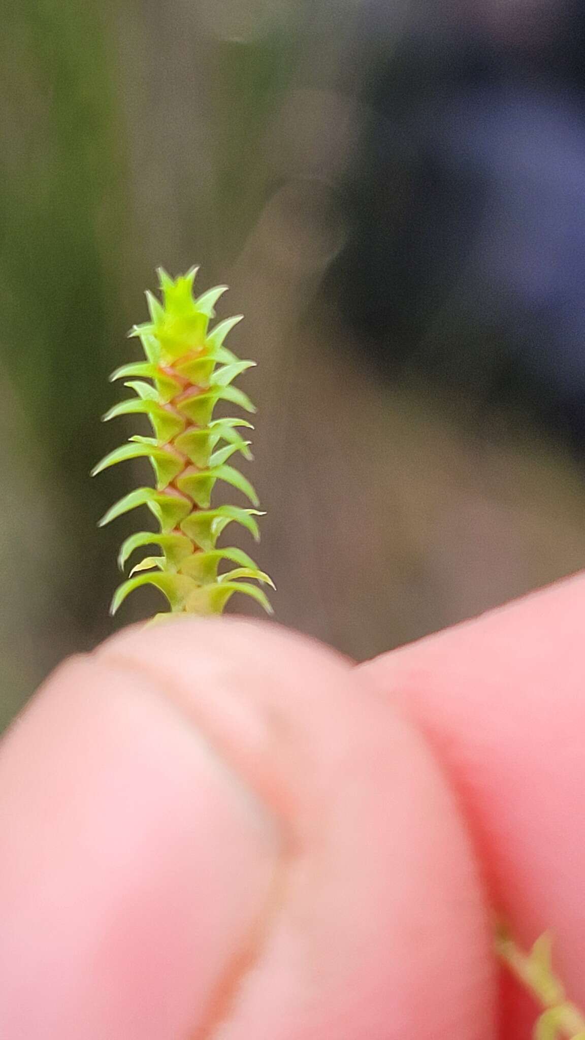 Image de Selaginella pygmaea (Kaulf.) Alston