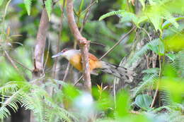 Image of Jamaican Lizard Cuckoo