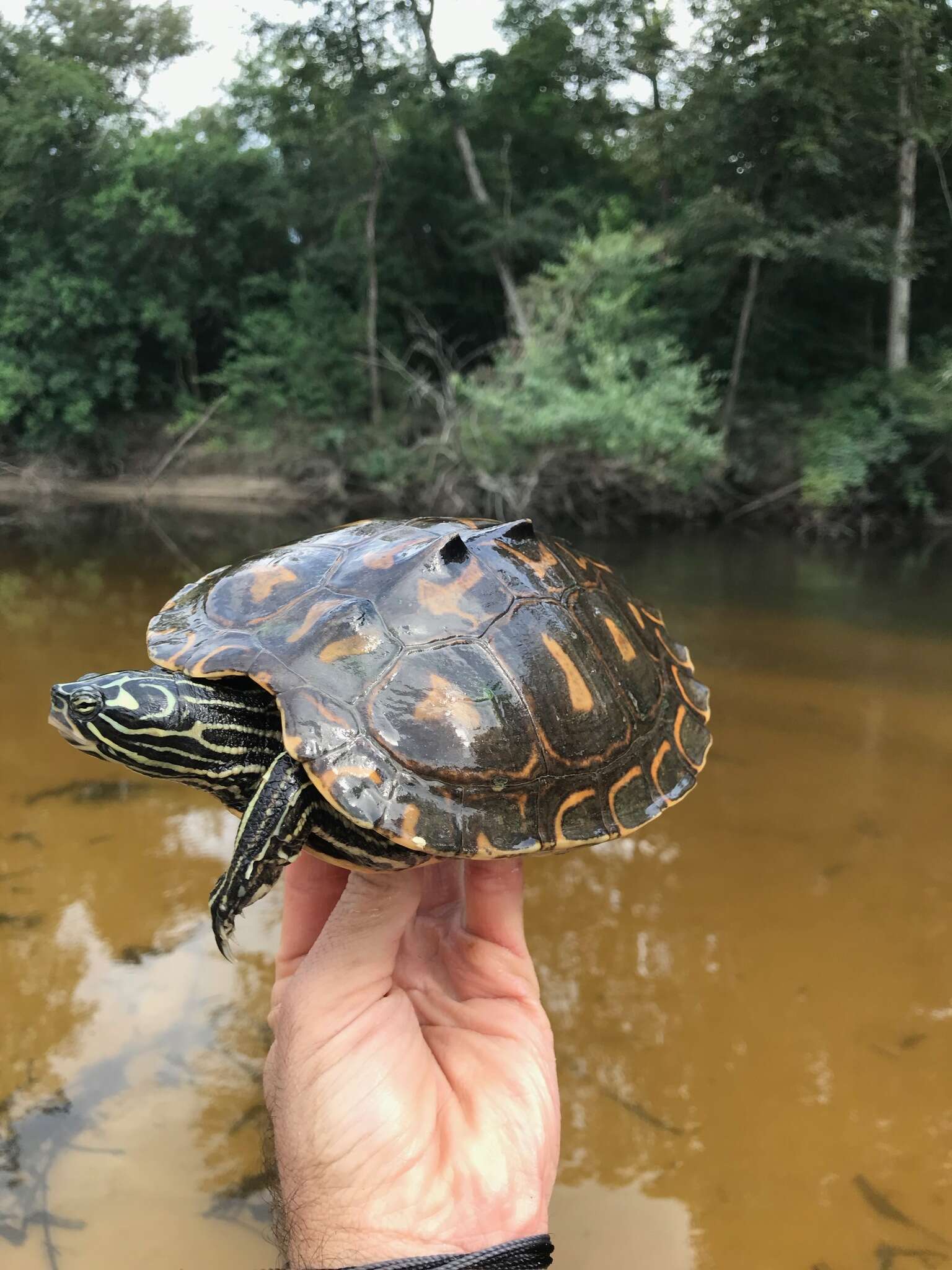 Слика од Graptemys flavimaculata Cagle 1954