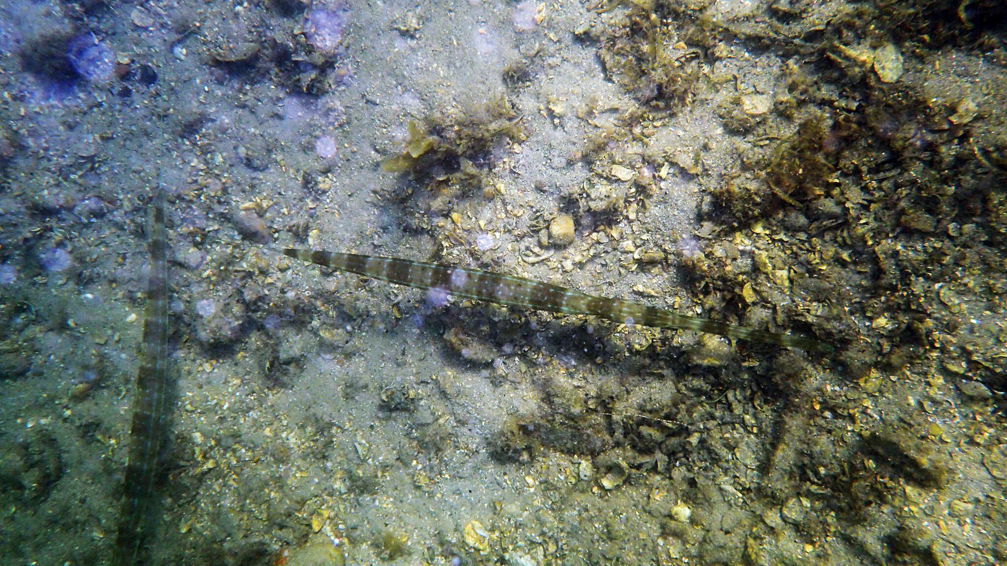 Image of Bluespotted cornetfish