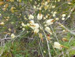 Imagem de Melaleuca parvistaminea N. B. Byrnes