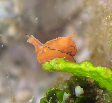 Image of Siphopteron nigromarginatum Gosliner 1989