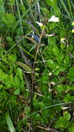 Image of Melampyrum pratense subsp. commutatum (Tausch ex A. Kern.) C. E. Britton