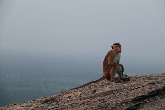 Image of Toque macaque