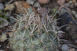 Image of rhinoceros cactus