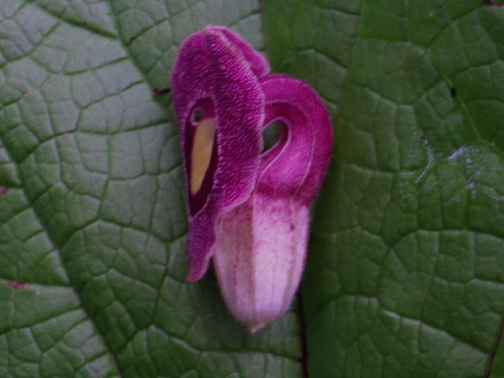 Image of Aristolochia foetida Kunth