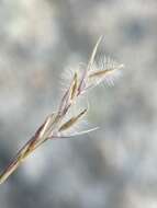 Image of Webber needlegrass