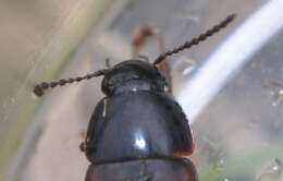 Image of Tachinus (Tachinus) lignorum (Linnaeus 1758)