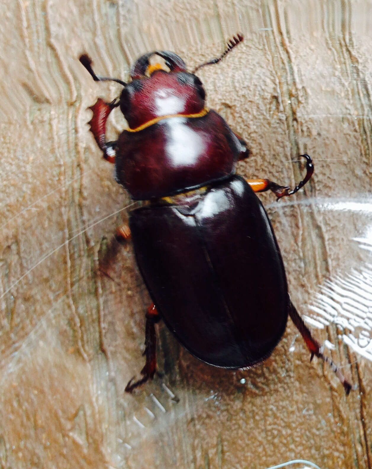 Lucanus (Pseudolucanus) capreolus (Linnaeus 1763)的圖片