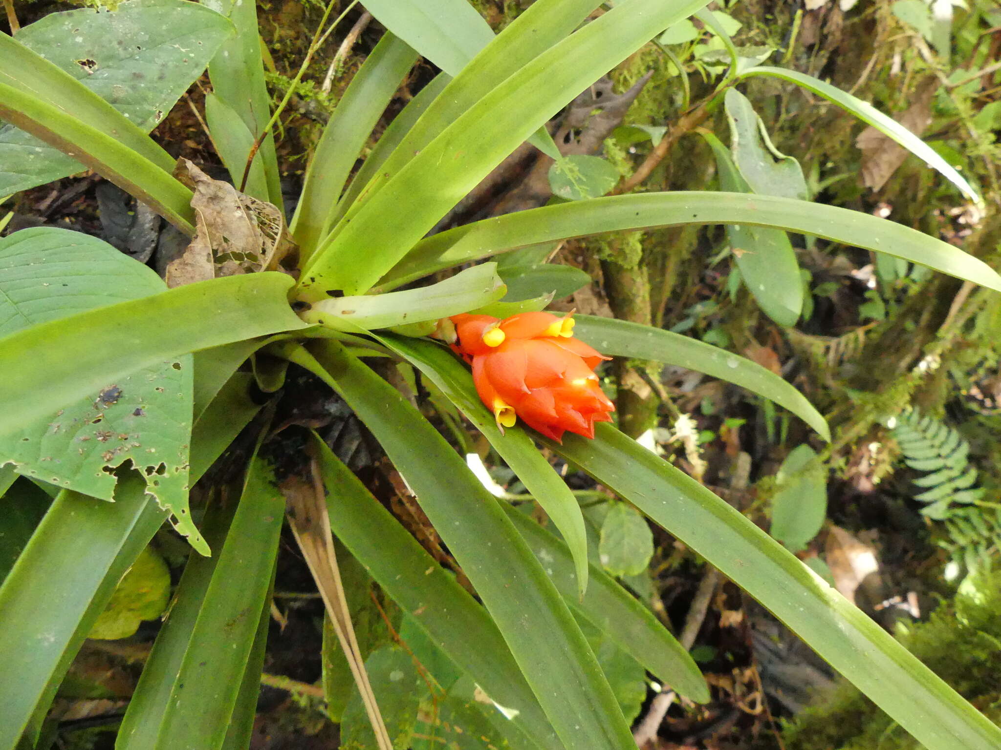 Image of Guzmania jaramilloi H. Luther