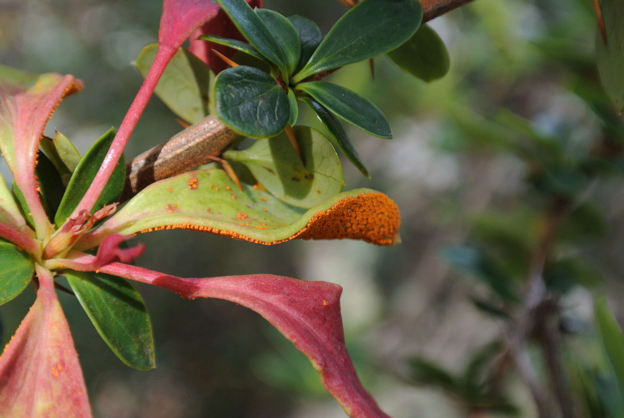 Image of Puccinia magellanica (Berk.) E. K. Cash 1972