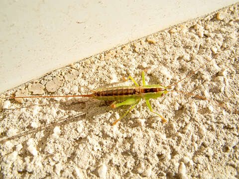 Image of Conocephalus (Anisoptera) hastatus (Charpentier 1825)