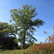 Image of Northern Red Oak