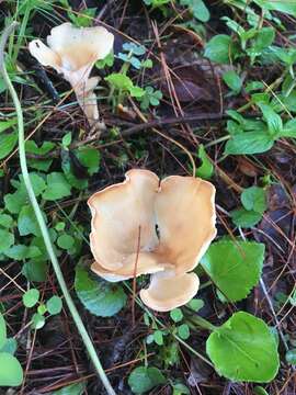 Image of funnel clitocybe