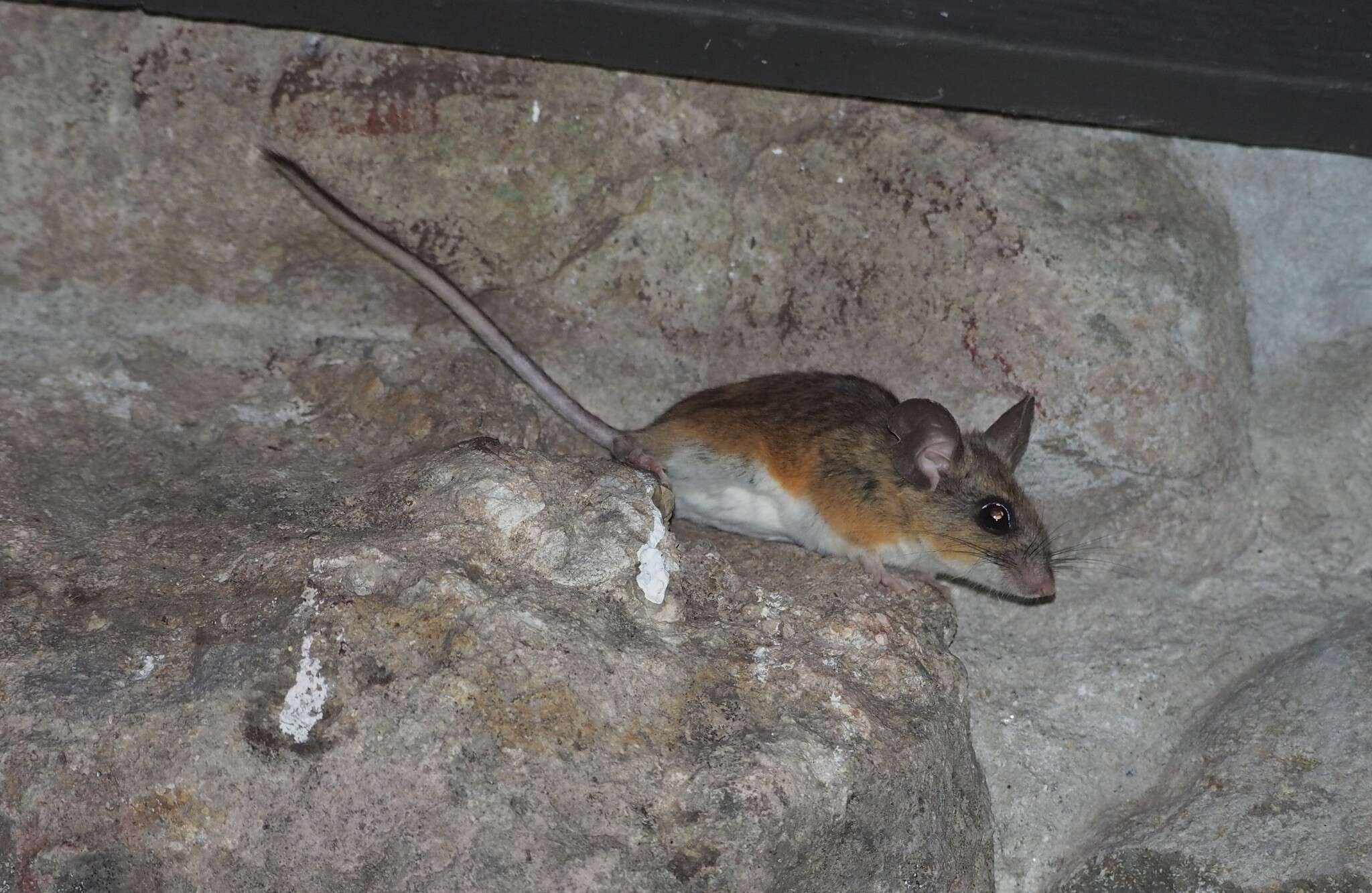 Image of brush mouse