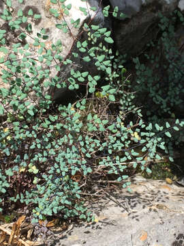 Image of small-leaf false cloak fern