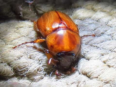 Image of Cyclocephala tridentata (Fabricius 1801)