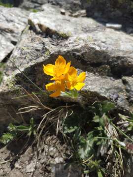 Image of Anemonastrum narcissiflorum subsp. chrysanthum (Ulbr.) Raus