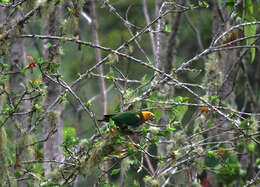 Image of Saffron-headed Parrot