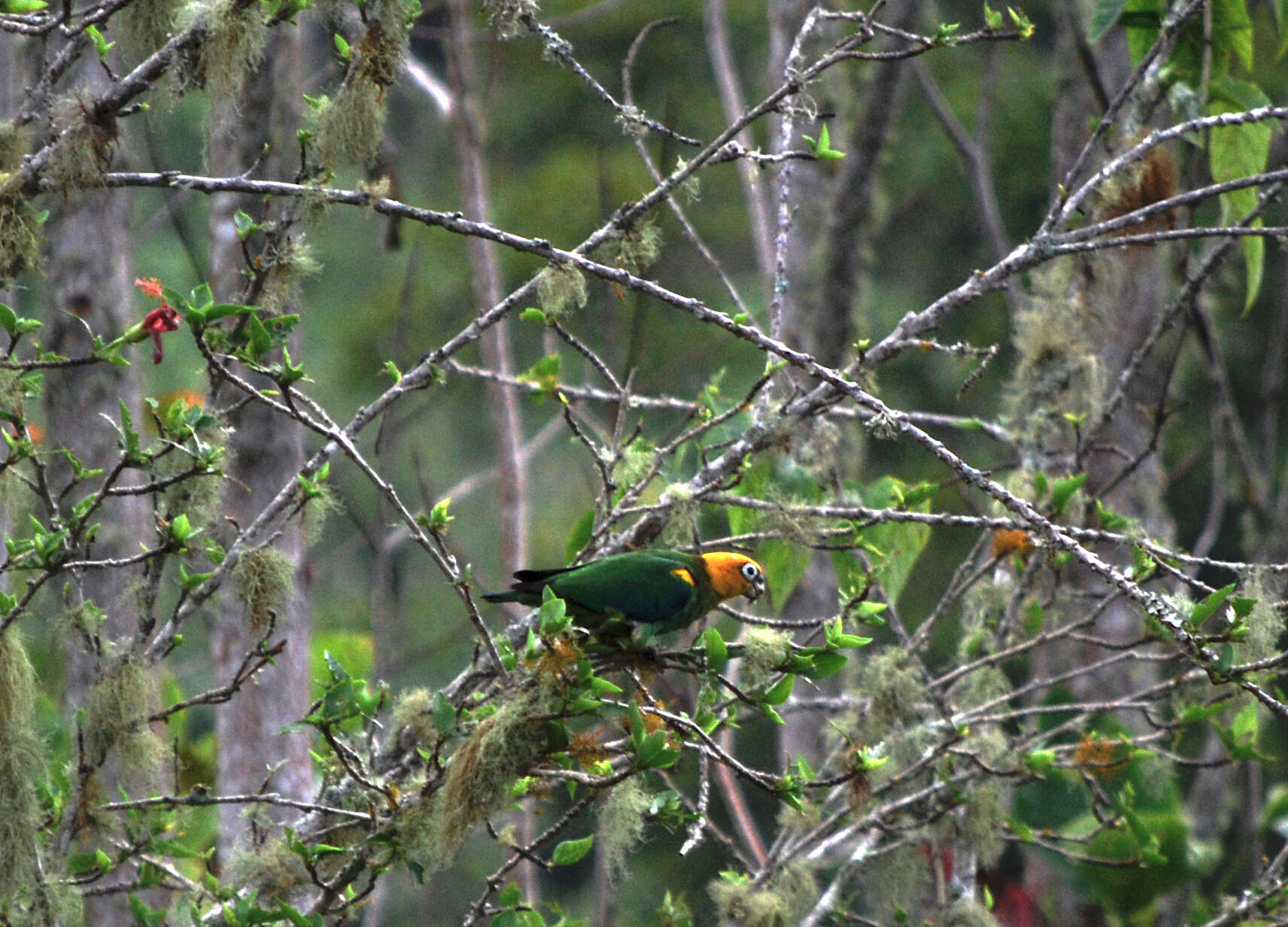 Image of Saffron-headed Parrot