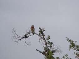 Image of Red-shouldered Hawk