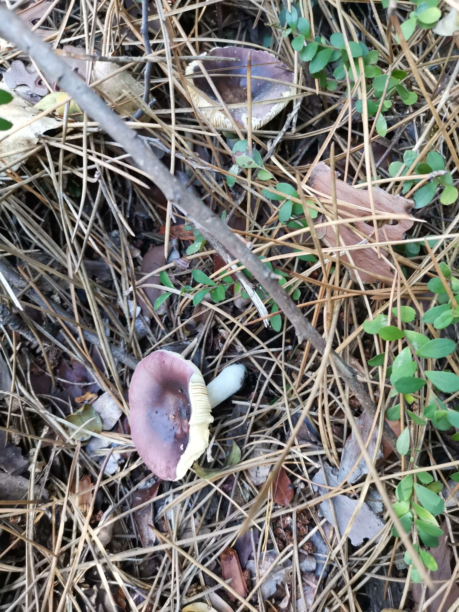 Image of Russula capensis A. Pearson 1950