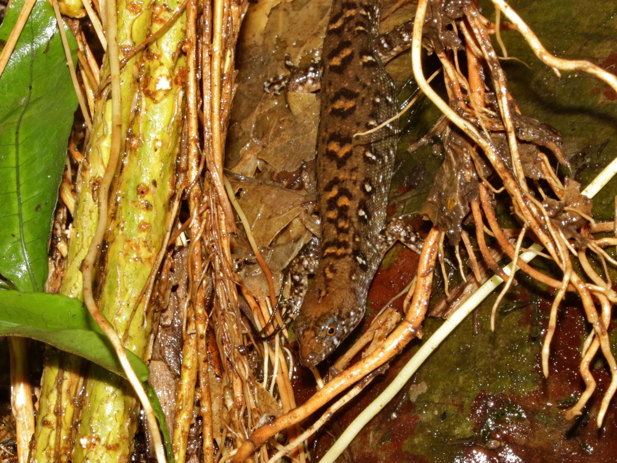 Imagem de Tropidophorus berdmorei (Blyth 1853)