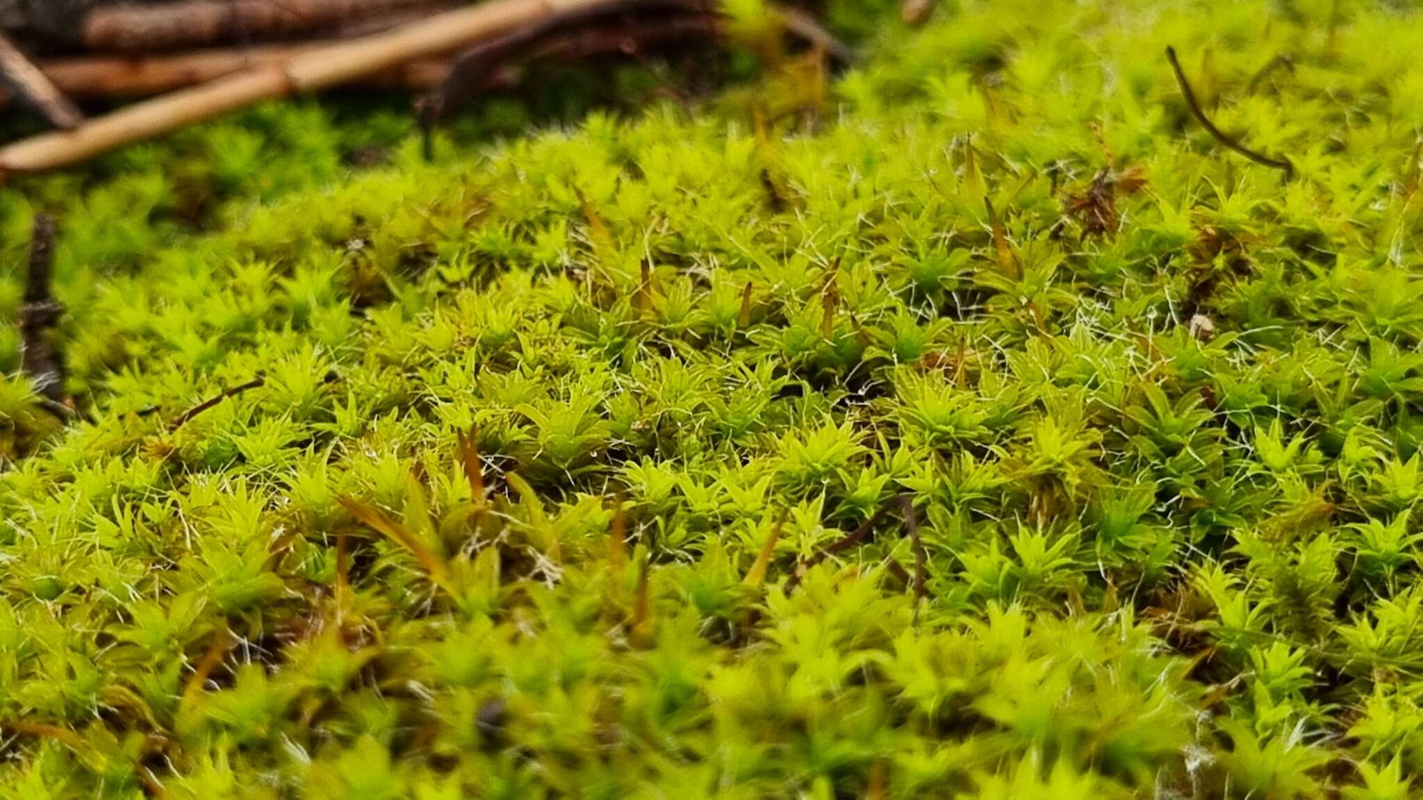 Image of Syntrichia antarctica Zander 1993