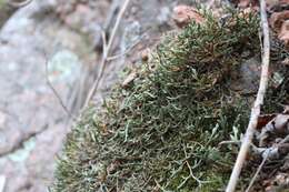 Image of Weatherby's spikemoss
