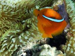 Image of Blackback anemonefish