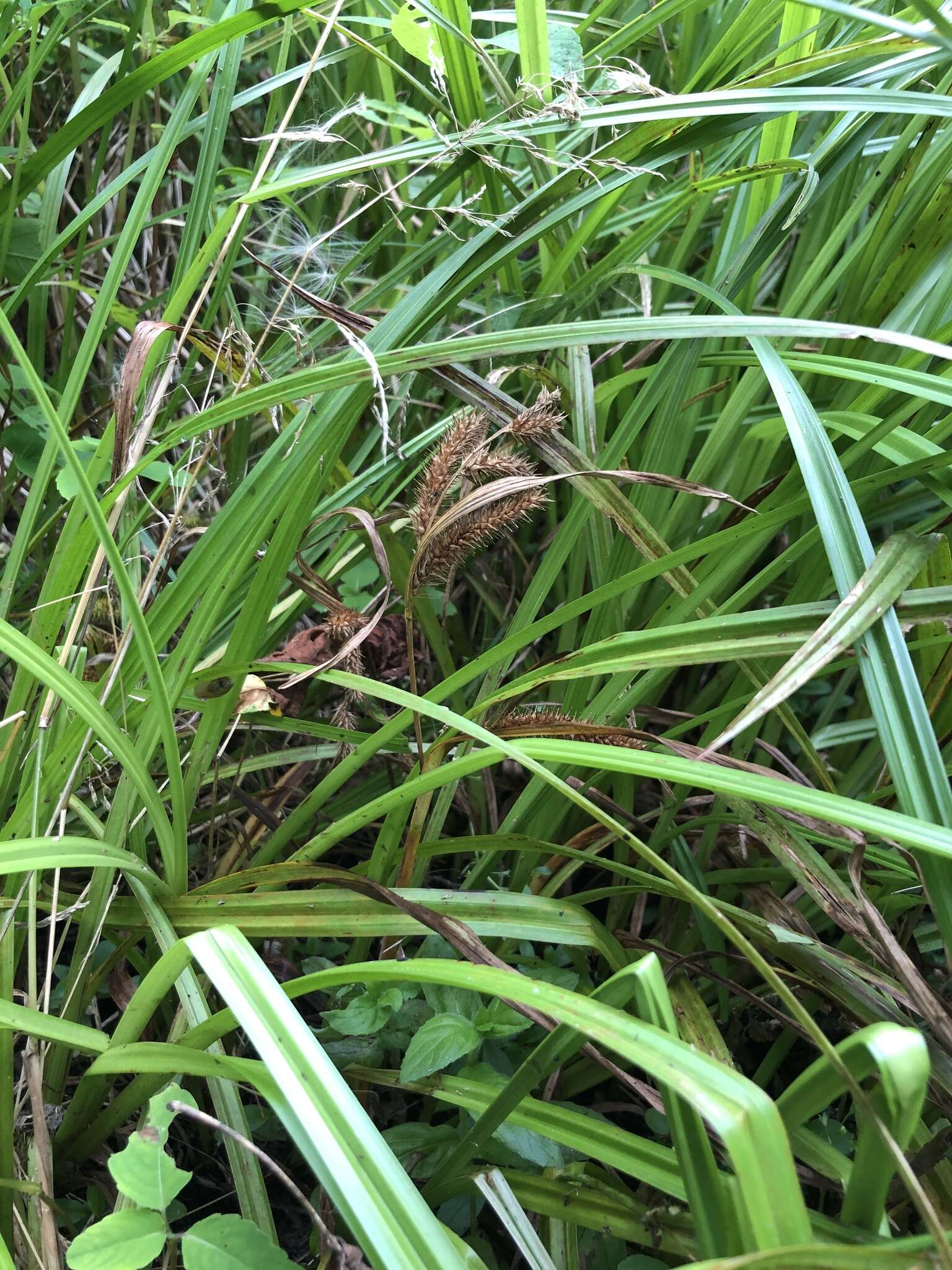 Image of Schweinitz's sedge