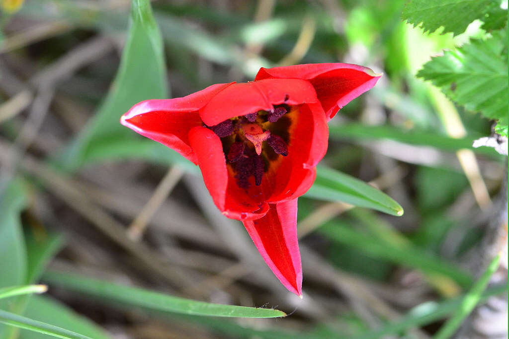 Image of Tulipa hungarica Borbás