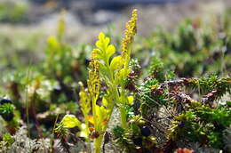 Image of northern moonwort