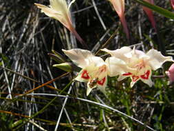 Plancia ëd Gladiolus angustus L.