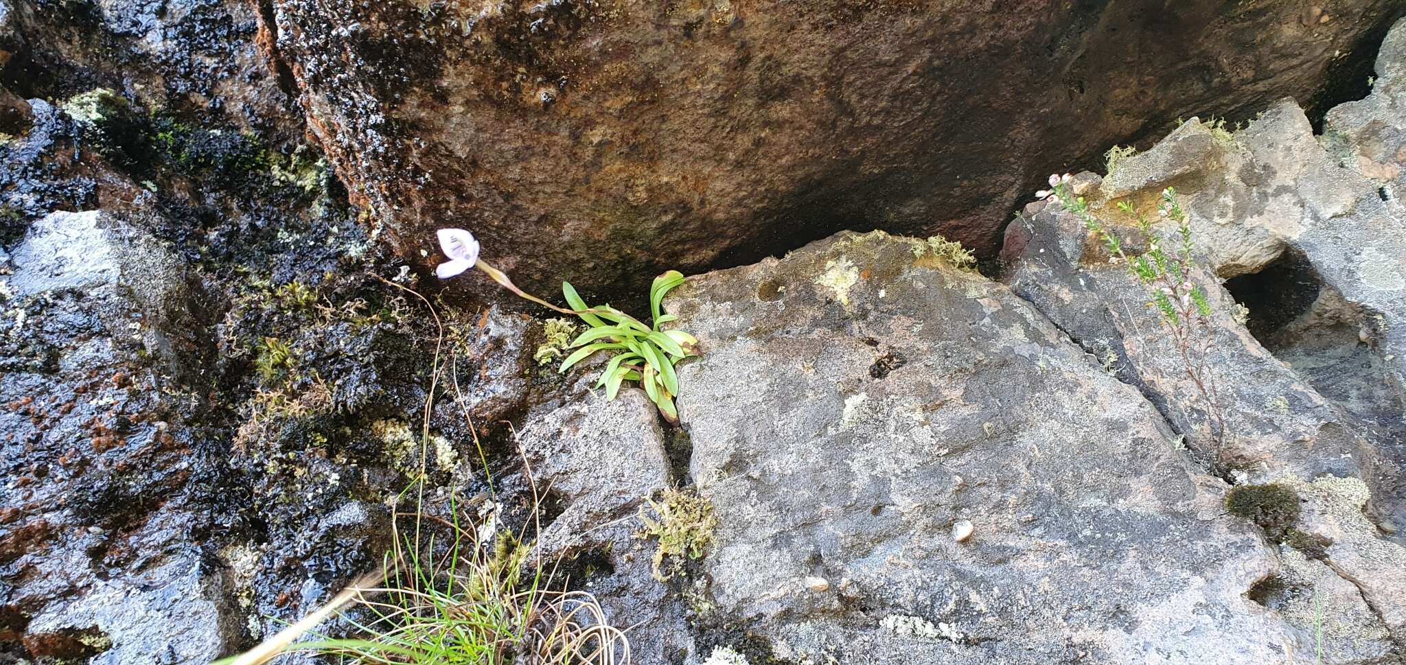 Image of Disa maculata L. fil.