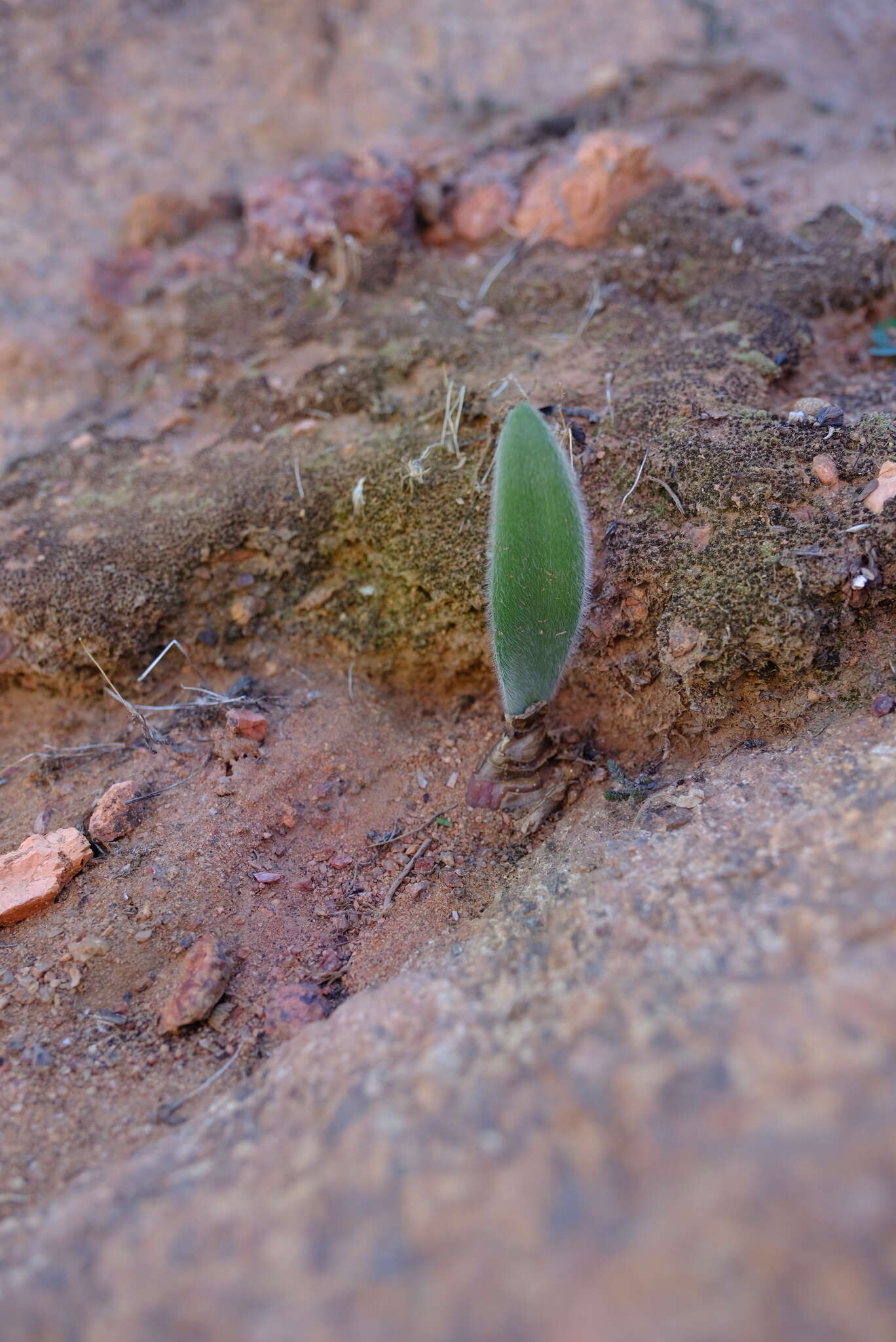 Image of Haemanthus dasyphyllus Snijman