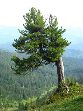 Imagem de Pinus sibirica Du Tour