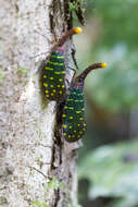 Image of Pyrops intricatus (Walker 1857)