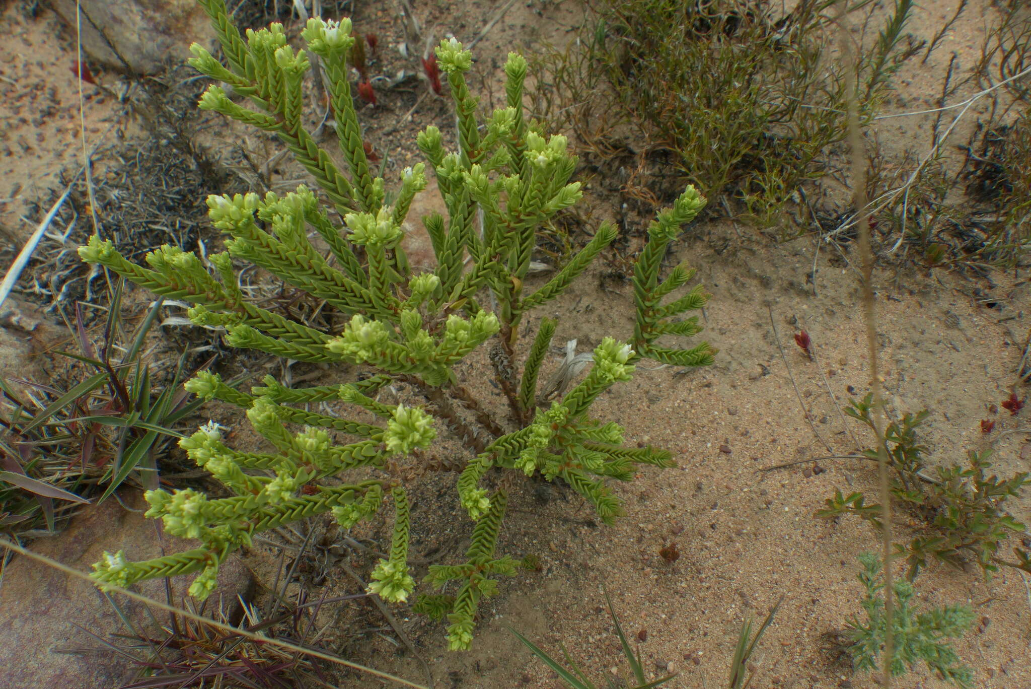 Image of Crassula ericoides subsp. ericoides